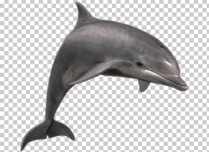 Common Bottlenose Dolphin Portable Network Graphics River Dolphin PNG, Clipart, Animals, Bottlenose Dolphin, Cetacea, Desktop Wallpaper, Fauna Free PNG Download