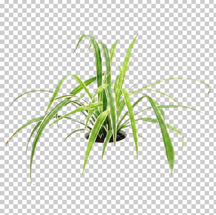 Sweet Grass Terrestrial Plant Leaf Plant Stem Tree PNG, Clipart, Aquarium, Aquarium Decor, Flowerpot, Grass, Grasses Free PNG Download