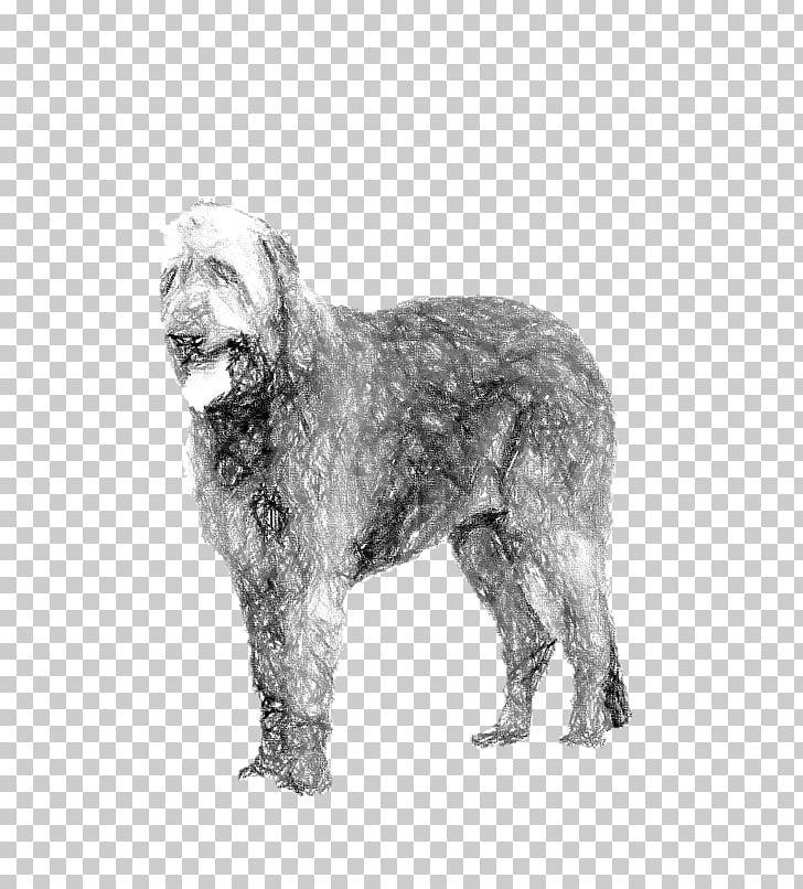 Wirehaired Pointing Griffon Glen Dutch Smoushond Schnoodle Irish Wolfhound PNG, Clipart, Black And White, Carnivoran, Dog Breed, Dog Like Mammal, Irish Wolfhound Free PNG Download