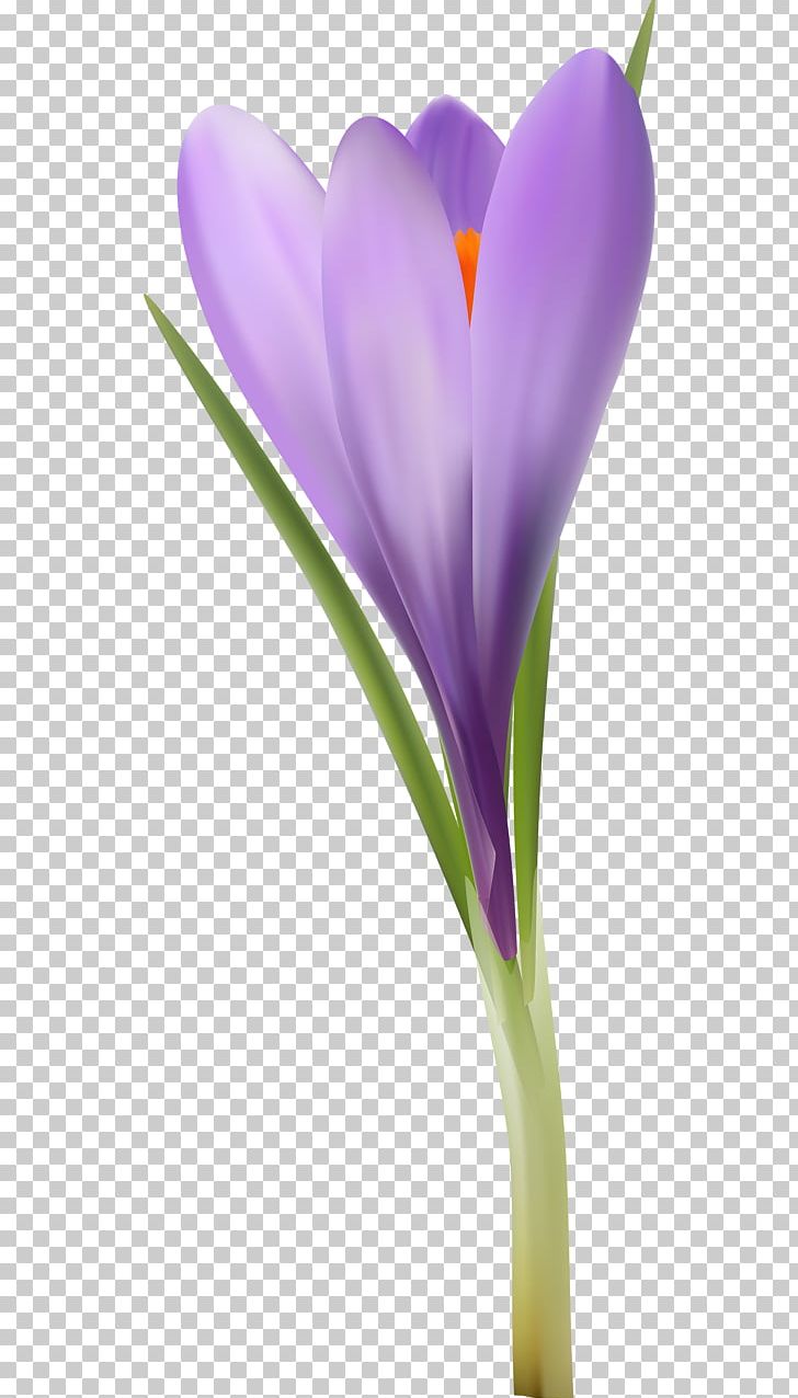 Crocus Close-up Plant Stem PNG, Clipart, Closeup, Crocus, Flower, Flowering Plant, Iris Family Free PNG Download