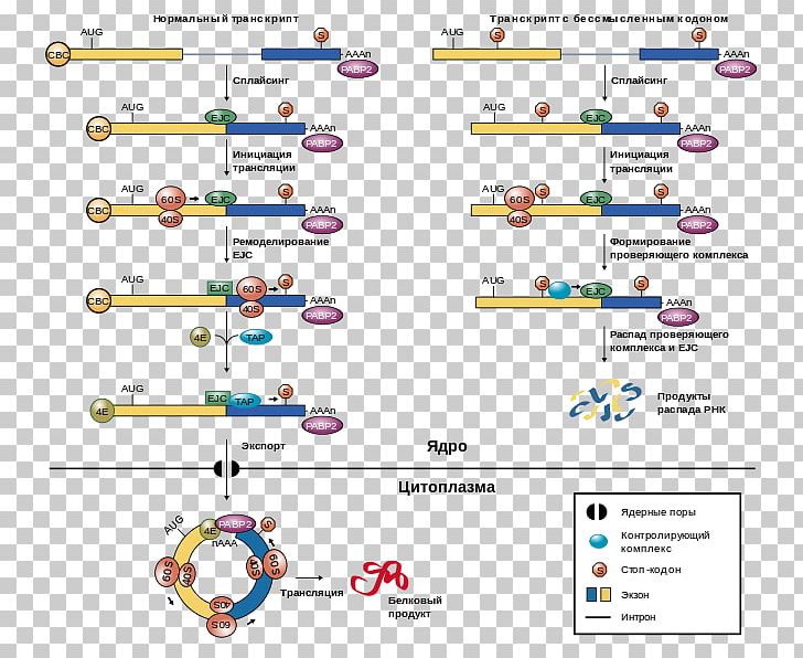 Five Prime Untranslated Region Nonsense-mediated Decay Exon Junction Complex Messenger RNA PNG, Clipart, Angle, Area, Diagram, Eif4a, Eukaryotic Initiation Factor Free PNG Download