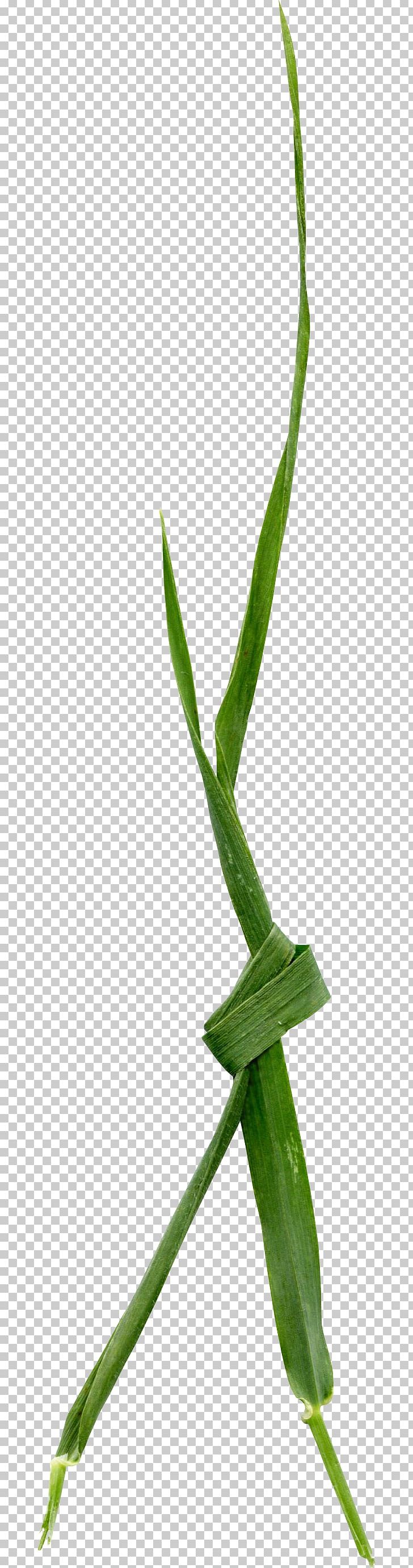 Leaf Grasses Plant Stem Close-up Aloe Vera PNG, Clipart, Aloe, Aloe Vera, Background Green, Closeup, Clothing Free PNG Download