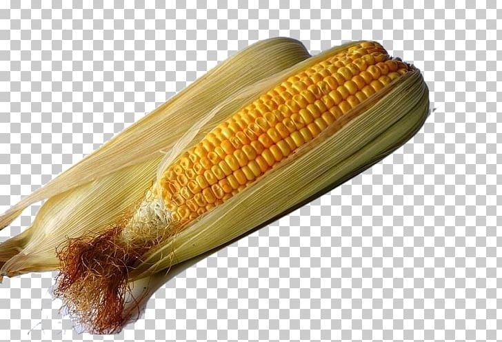 Organic Food Maize Corn Syrup Genetically Modified Organism Monsanto PNG, Clipart, Bag, Cartoon Corn, Commodity, Corn, Corn Kernels Free PNG Download