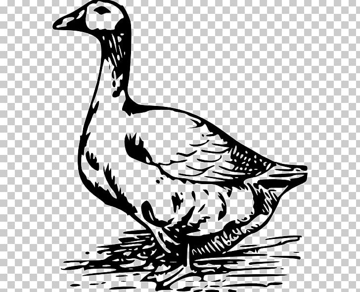 Goose Duck American Pekin PNG, Clipart, American Pekin, Animal, Animals, Art, Artwork Free PNG Download
