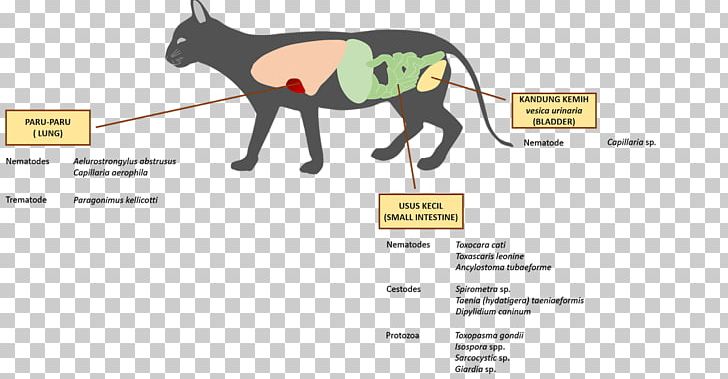 Horse Cat ResearchGate GmbH Pet Spirometra PNG, Clipart, Animal, Animals, Animal Science, Brand, Cat Free PNG Download