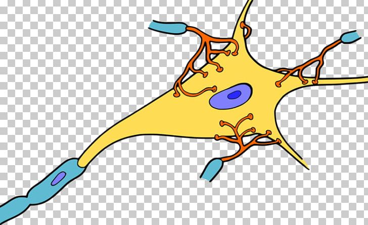 The Neuron Nervous System Dendrite Nerve PNG, Clipart, Area, Art, Artwork, Axon, Beak Free PNG Download