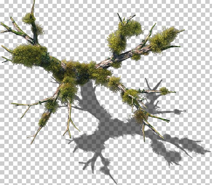 Tree Plant Vine Twig Branch PNG, Clipart, Bark, Branch, Cupressus, Cypress Family, Larch Free PNG Download