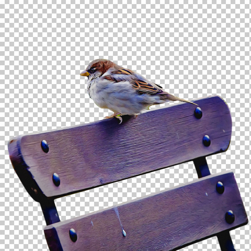 Bird PNG, Clipart, Beak, Bird, House Sparrow, Perching Bird, Songbird Free PNG Download