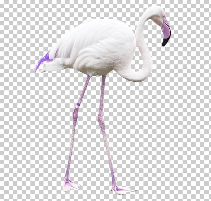 Bird Greater Flamingo Crane PNG, Clipart, Animals, Beak, Bird, Common Ostrich, Crane Free PNG Download