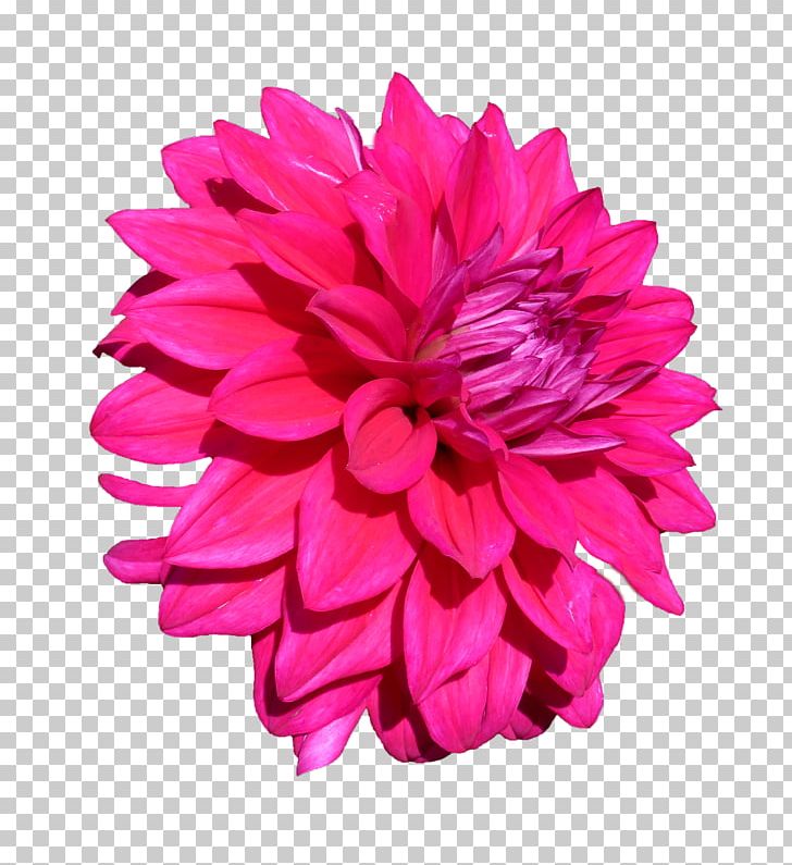 Discounts And Allowances Stock Photography Percentage PNG, Clipart, Can Stock Photo, Chrysanths, Cut Flowers, Dahlia, Daisy Family Free PNG Download