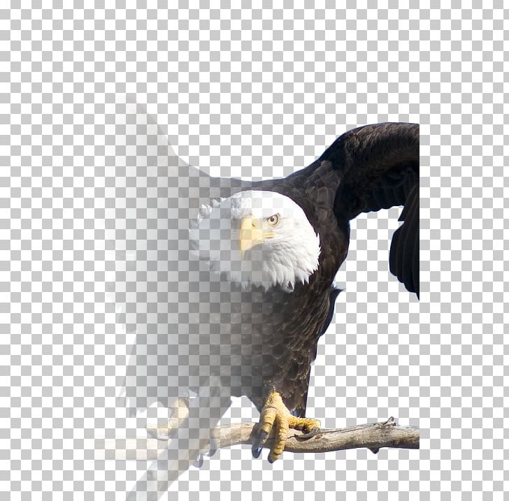 Bald Eagle Migratory Bird Treaty Act Of 1918 Vulture PNG, Clipart, Accipitriformes, Animal, Animals, Bald Eagle, Beak Free PNG Download