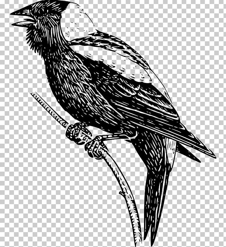 Bobolink PNG, Clipart, Beak, Bird, Bird Of Prey, Black And White, Computer Icons Free PNG Download