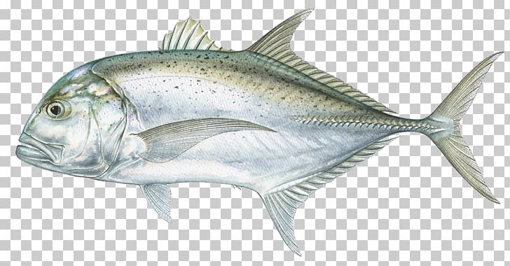 Giant Trevally Crevalle Jack Bigeye Trevally Golden Trevally White Trevally PNG, Clipart, Anchovy, Animals, Blue Runner, Blue Shark, Bony Fish Free PNG Download