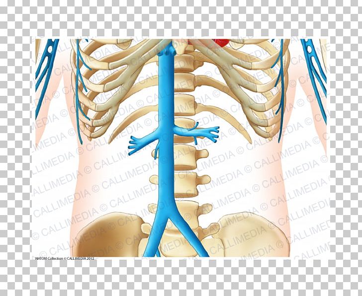 Abdomen Vein Forearm Artery Anatomy PNG, Clipart, Abdomen, Abdominal Aorta, Anatomy, Anterior, Arm Free PNG Download