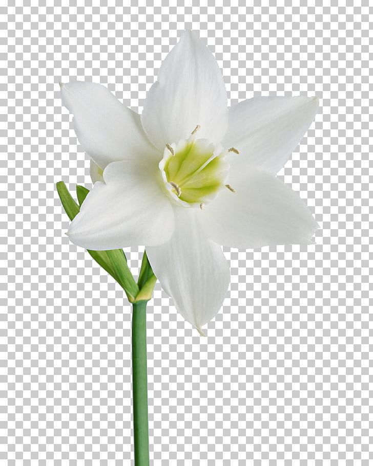Flower White Garden Roses PNG, Clipart, Amaryllis Belladonna, Amaryllis Family, Background White, Black White, Cut Flowers Free PNG Download