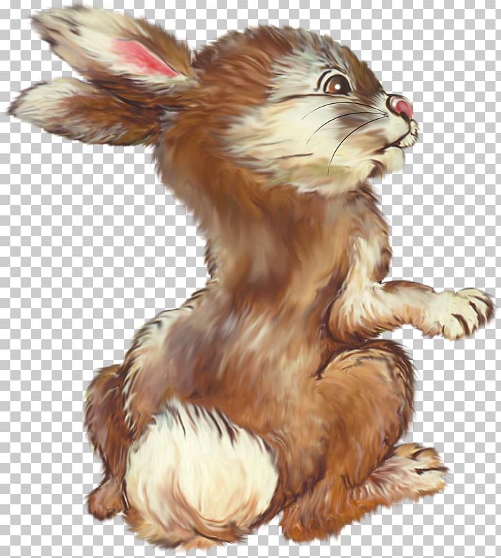 Rabbit Dog Hare .de Wildlife PNG, Clipart, Animals, Canidae, Carnivora, Carnivoran, Dog Free PNG Download