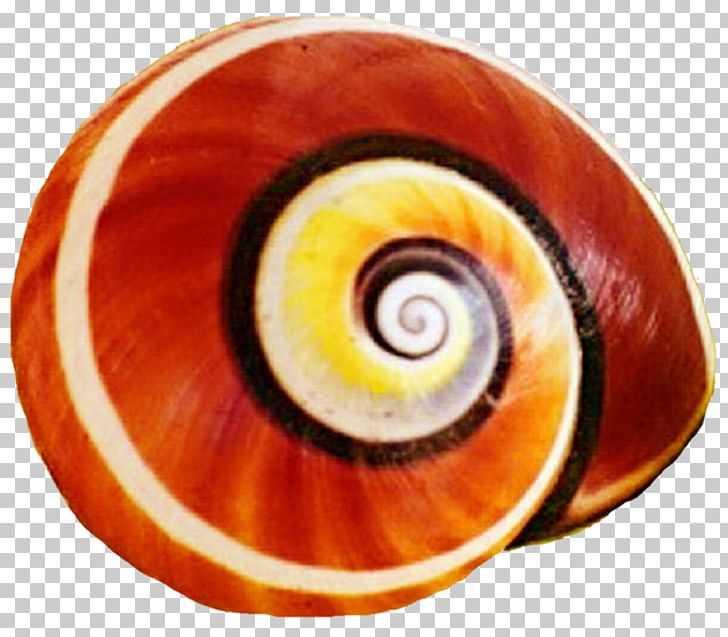 Sea Snail Seashell Gastropod Shell PNG, Clipart, Abalone, Animals, Circle, Closeup, Drawing Free PNG Download