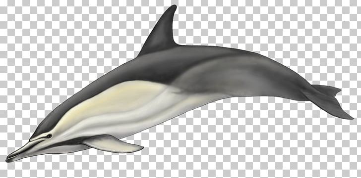 Striped Dolphin Short-beaked Common Dolphin Common Bottlenose Dolphin White-beaked Dolphin Rough-toothed Dolphin PNG, Clipart, Fauna, Mammal, Marine Mammal, Porpoise, Roughtoothed Dolphin Free PNG Download