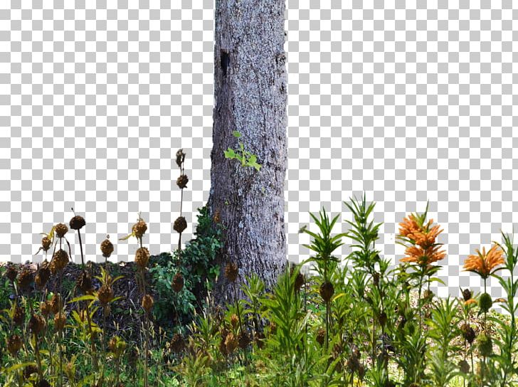 Tree Wildflower Trunk PNG, Clipart, Arecaceae, Branch, Celebrities, Flora, Flower Free PNG Download
