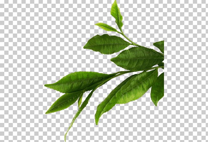 Banana Leaf Painting Plant Stem PNG, Clipart, All About, Art, Banana, Banana Leaf, Branch Free PNG Download