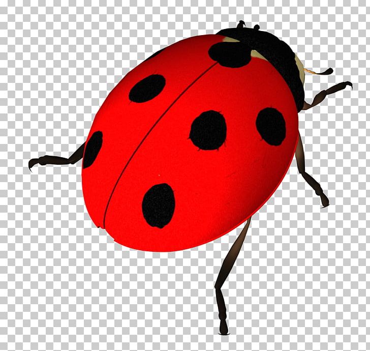 Insect Ladybird PNG, Clipart, Animals, Arthropod, Beetle, Computer Icons, Desktop Wallpaper Free PNG Download