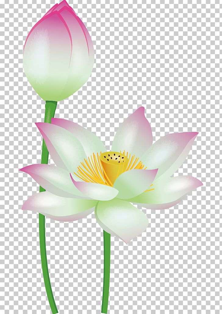 Nelumbo Nucifera PNG, Clipart, Adobe Illustrator, Aquatic Plant, Cartoon, Computer Wallpaper, Cute Cartoon Free PNG Download