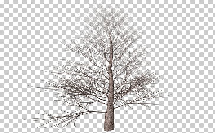 Tree Branch Autumn PNG, Clipart, Autumn, Branch, Computer Icons, Deciduous, Image File Formats Free PNG Download