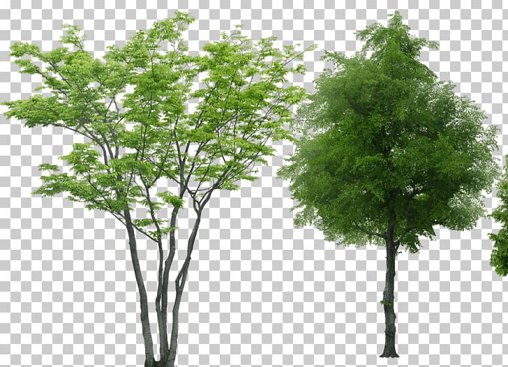 Tree Rendering PNG, Clipart, 3d Computer Graphics, Architecture, Branch, Computer Software, Grass Free PNG Download