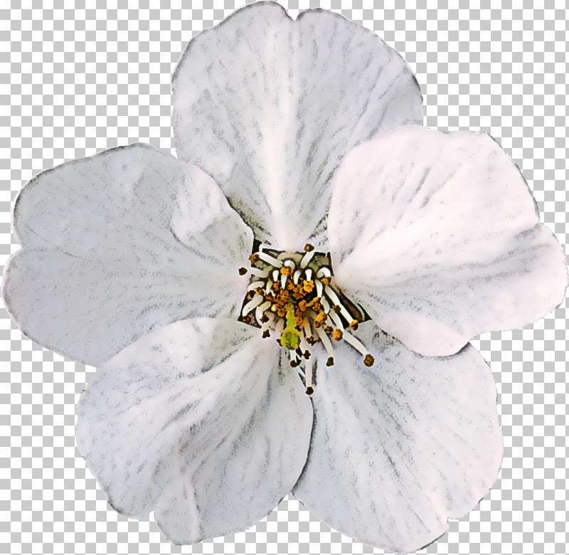 White Flower Petal Plant Cinquefoil PNG, Clipart, Blossom, Cinquefoil, Flower, Petal, Plant Free PNG Download