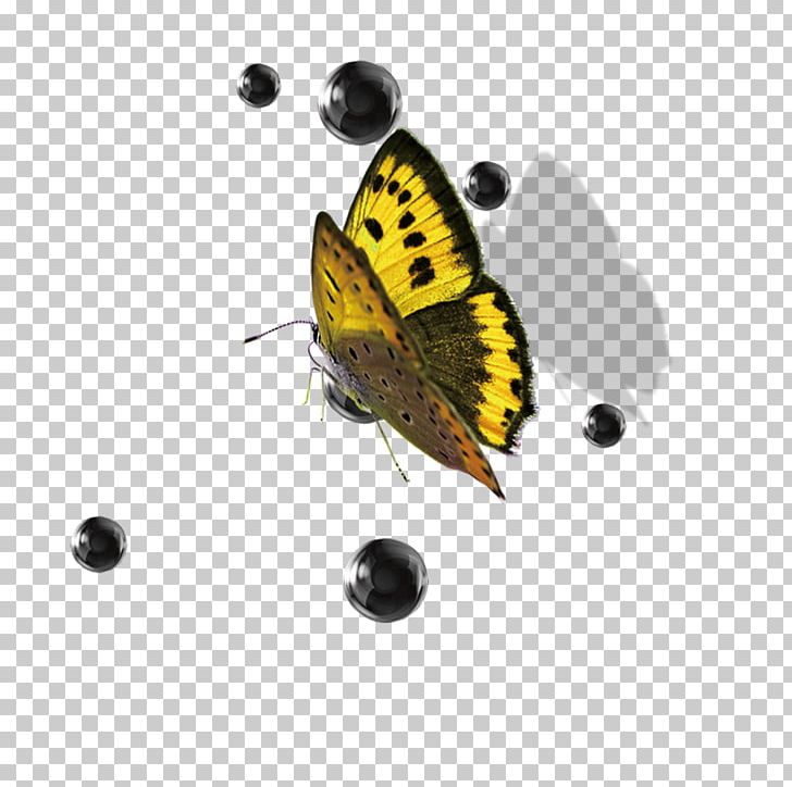 Butterfly PNG, Clipart, Arthropod, Brush Footed Butterfly, Butte, Butterflies, Butterfly Group Free PNG Download