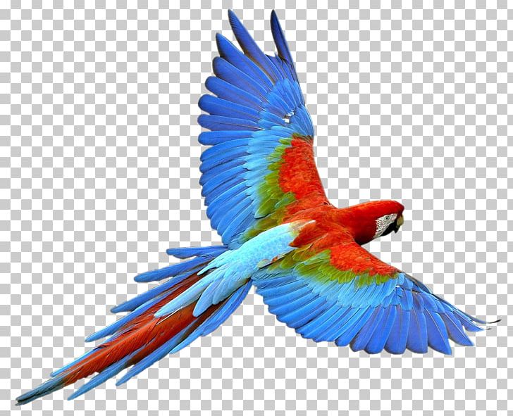 Parrot Bird PNG, Clipart, Animals, Bird Nest, Color, Common Pet Parakeet, Computer Free PNG Download