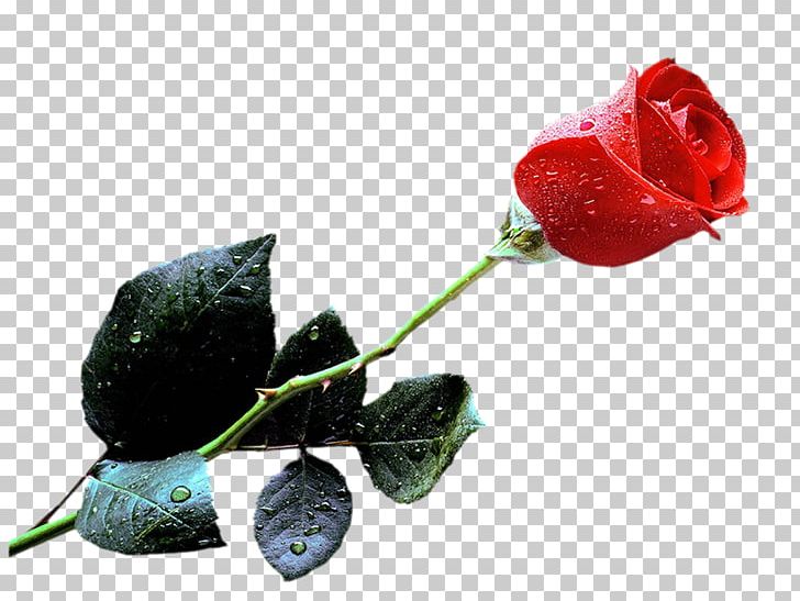Rose Portable Network Graphics Desktop PNG, Clipart, Bud, Cut Flowers, Desktop Wallpaper, Download, Flower Free PNG Download