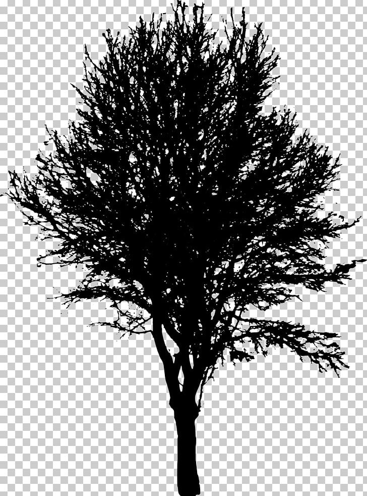 Tree Desktop PNG, Clipart, Black And White, Branch, Desktop Wallpaper, Download, Drawing Free PNG Download