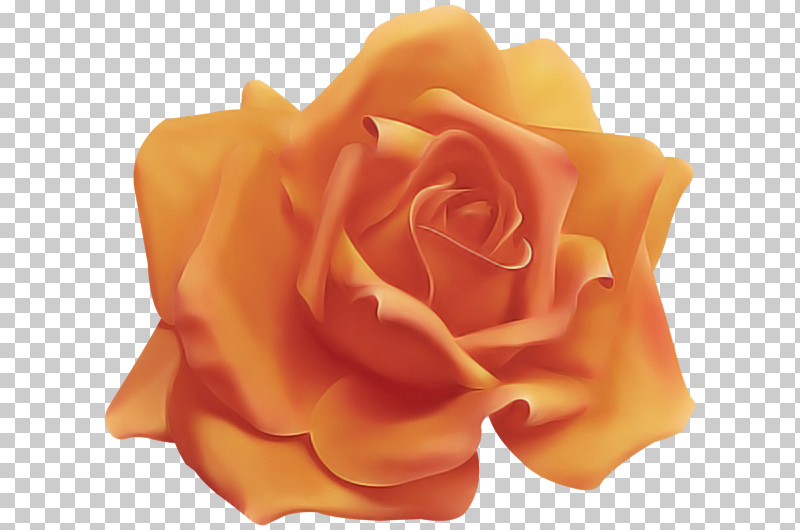 Garden Roses PNG, Clipart, Floribunda, Flower, Garden Roses, Hybrid Tea Rose, Orange Free PNG Download