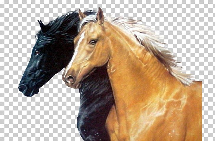 Arabian Horse Barb Horse Lusitano Mustang Stallion PNG, Clipart, Arabian Horse, Barb Horse, Blingee, Buckskin, Desktop Wallpaper Free PNG Download
