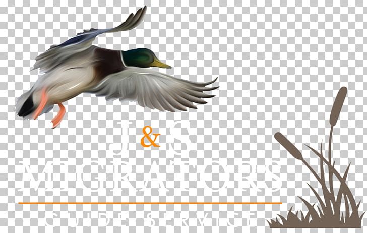 Duck Goose Mallard Waterfowl Hunting PNG, Clipart, Beak, Bird, Canada Goose, Duck, Duck Call Free PNG Download
