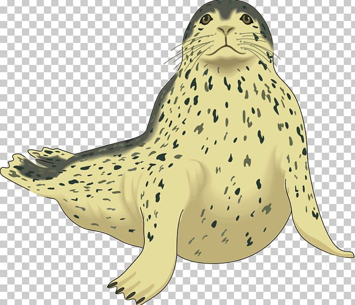 Harp Seal Pinniped Harbor Seal PNG, Clipart, Amphibian, Carnivoran, Computer Icons, Drawing, Elephant Seal Free PNG Download