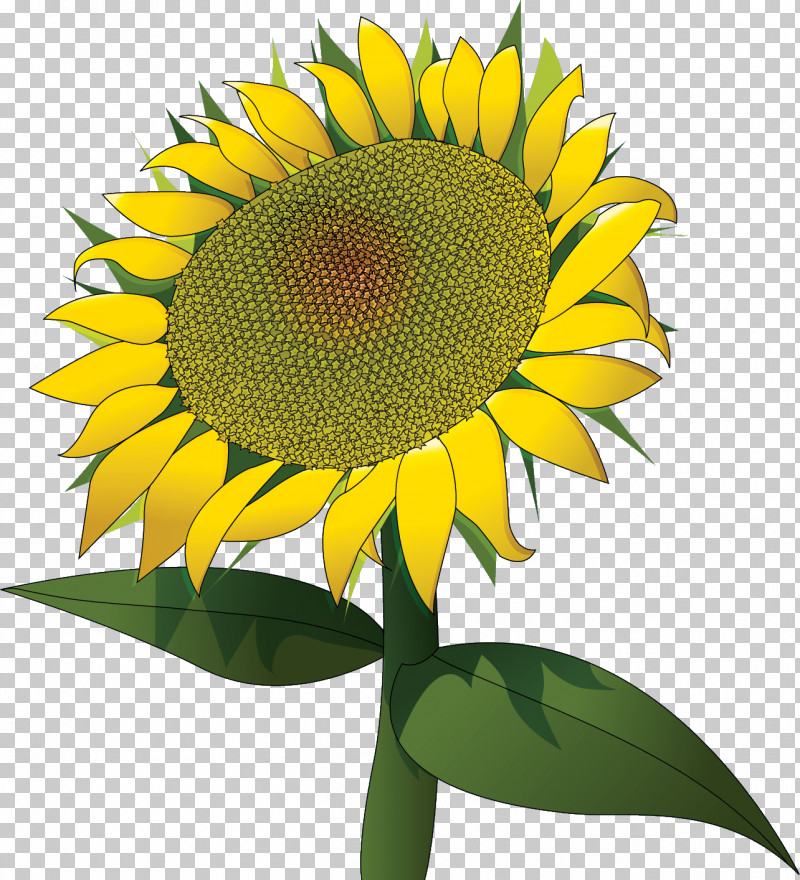 Sunflower Summer Flower PNG, Clipart, Biology, Common Sunflower, Cut Flowers, Flower, Petal Free PNG Download