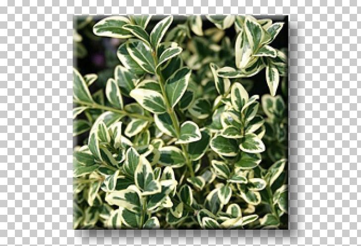 Buxus Sempervirens Evergreen Shrub Plant Groundcover PNG, Clipart, Bay Laurel, Box, Boxwood, Buxus Sempervirens, Cherry Laurel Free PNG Download