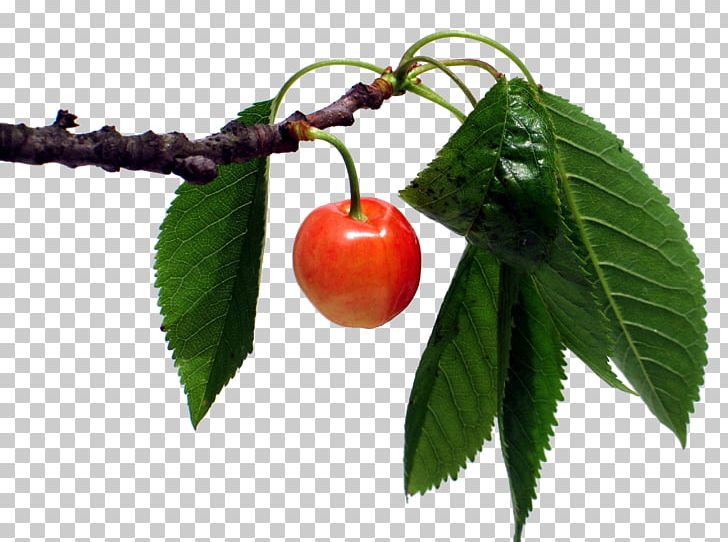 Cherry Fruit Of The Holy Spirit Cerasus Clarofolia Leaf PNG, Clipart, Branch, Cerasus, Cerasus Clarofolia, Cerise, Cherry Free PNG Download