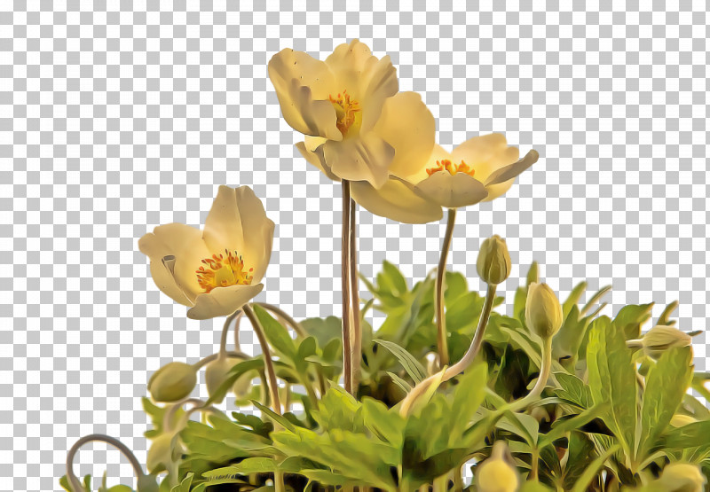 Spring PNG, Clipart, Anemone, Flower, Globe Flower, Petal, Plant Free PNG Download