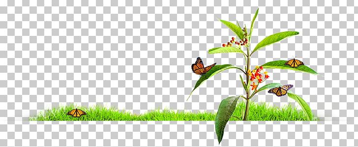 Insect Grasses Plant Stem Illustration Flower PNG, Clipart, Branch, Computer, Computer Wallpaper, Desktop Wallpaper, Family Free PNG Download