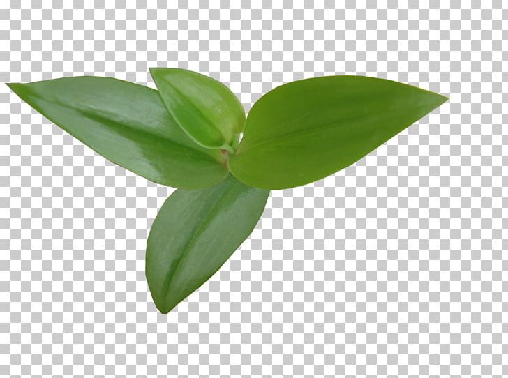 Leaf Plant Stem Yandex Search PNG, Clipart, Blog, Clip Art, Computer Icons, Extractor, Fito Free PNG Download