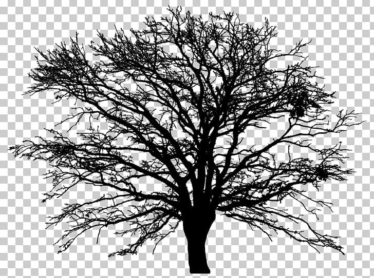 Tree PNG, Clipart, Black And White, Branch, Computer Icons, House, Monochrome Free PNG Download