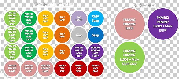 Color Light Graphic Design Computer Icons PNG, Clipart, Benzylpenicilloyl Polylysine, Black, Brand, Cell, Circle Free PNG Download
