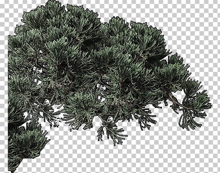 Fir Spruce Pine Evergreen Houseplant PNG, Clipart, Branch, Branching, Conifer, Cypress Family, Evergreen Free PNG Download