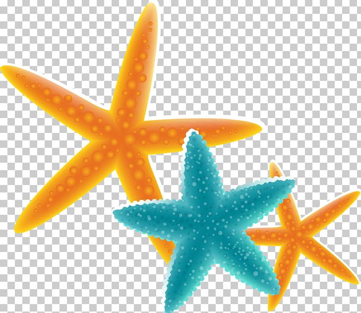 Starfish Euclidean PNG, Clipart, Animals, Color, Encapsulated Postscript, Happy Birthday Vector Images, Marine Biology Free PNG Download