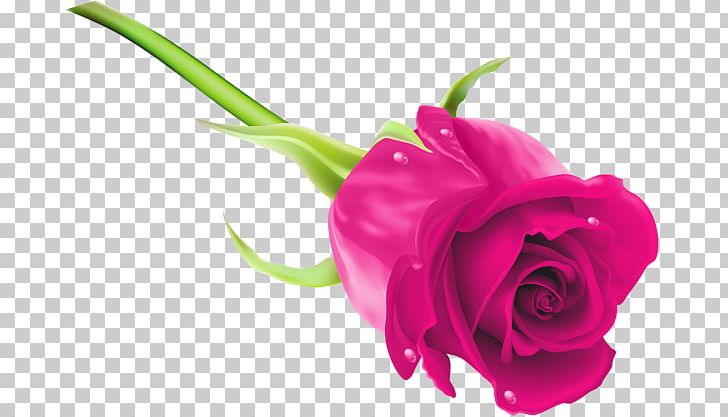 Blue Rose Desktop PNG, Clipart, Blue, Bud, Closeup, Cut Flowers, Flower Free PNG Download