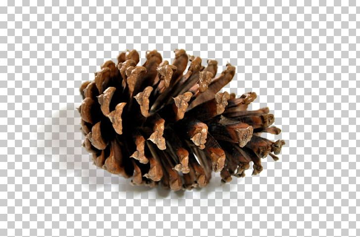 Pine Conifer Cone PNG, Clipart, Conifer Cone, Downloads, Dried, Dried Material, Food Free PNG Download