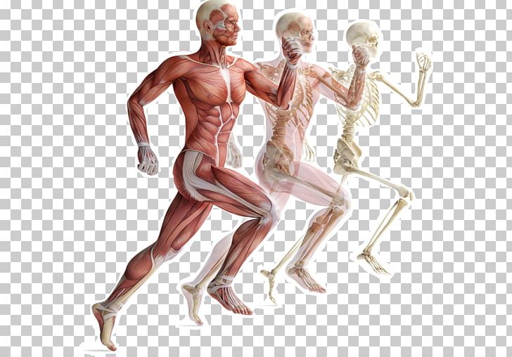 Skeletal Muscle Human Skeleton Muscular System Human Body PNG, Clipart, Abdomen, Advance, Anatomy, Arm, Back Free PNG Download
